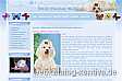 Malteserwelpen Hundezucht White Passion in Tutzing