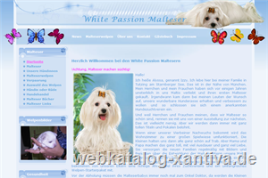 Malteserwelpen Hundezucht White Passion in Tutzing